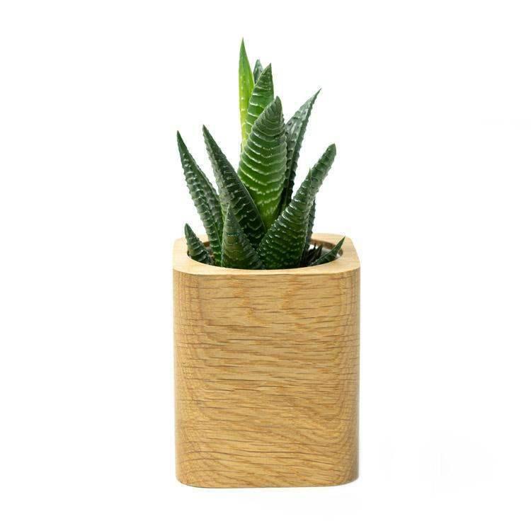 Sukulent w drewnianej doniczce, idealny na biurko home office, minimalistyczna dekoracja