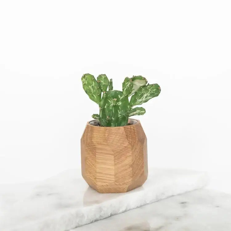 Oakywood - Geometryczna Doniczka na Biurko z Drewna