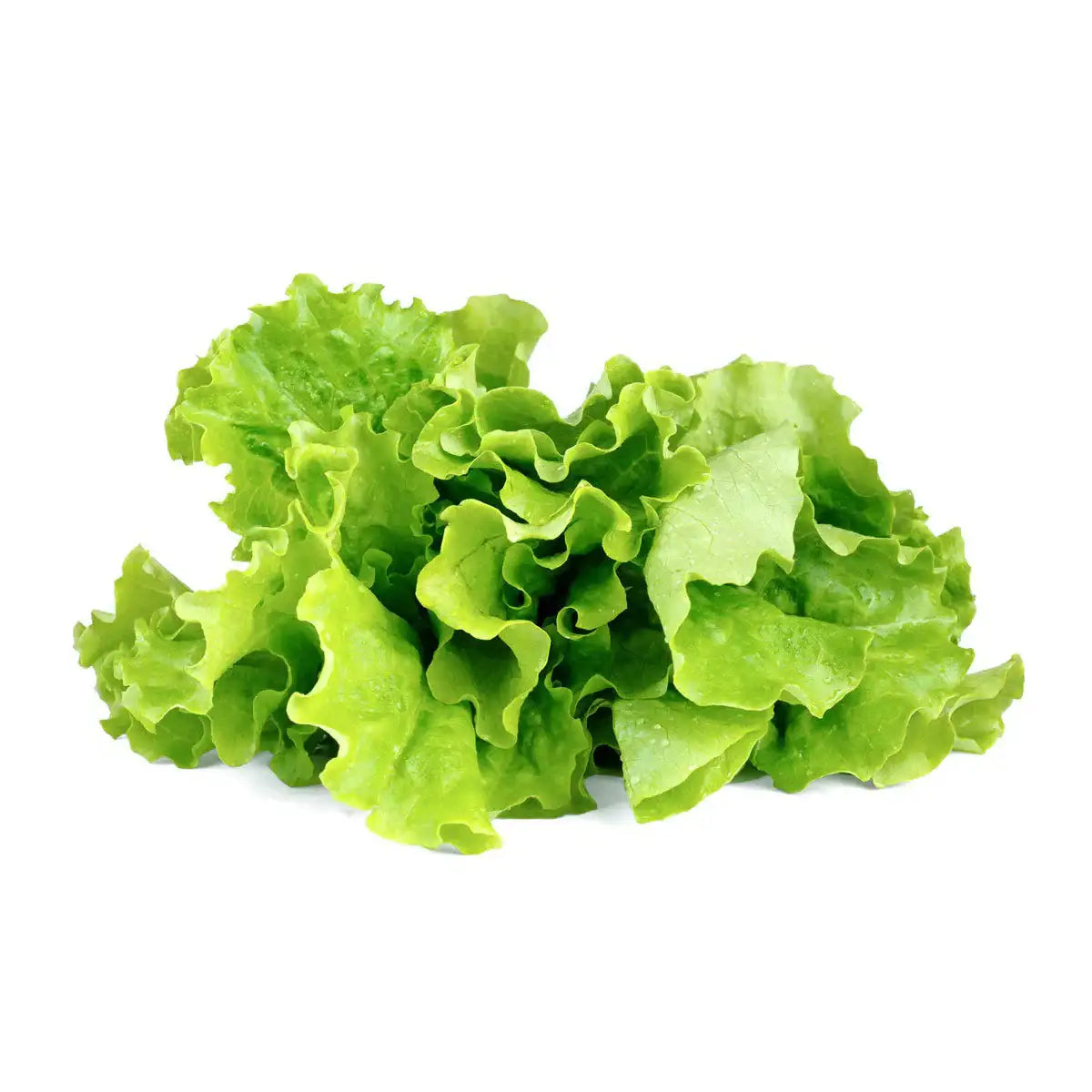 Click & Grow - Smart Garden Refill Green Lettuce - Starter do Uprawy z Nasionami - Sałata Siewna