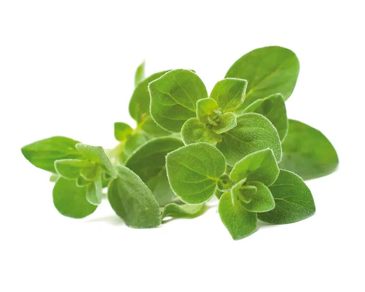 Click & Grow - Smart Garden Refill Oregano - Starter do Uprawy z Nasionami - Lebiodka Pospolita