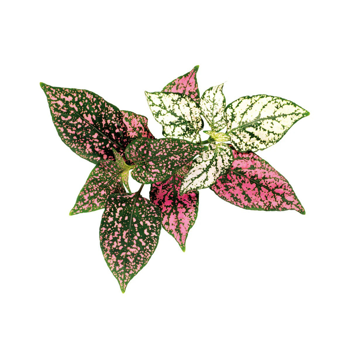 Click & Grow - Smart Garden Refill Polka Dot - Starter do Uprawy z Nasionami - Niedośpian Kłosolistny