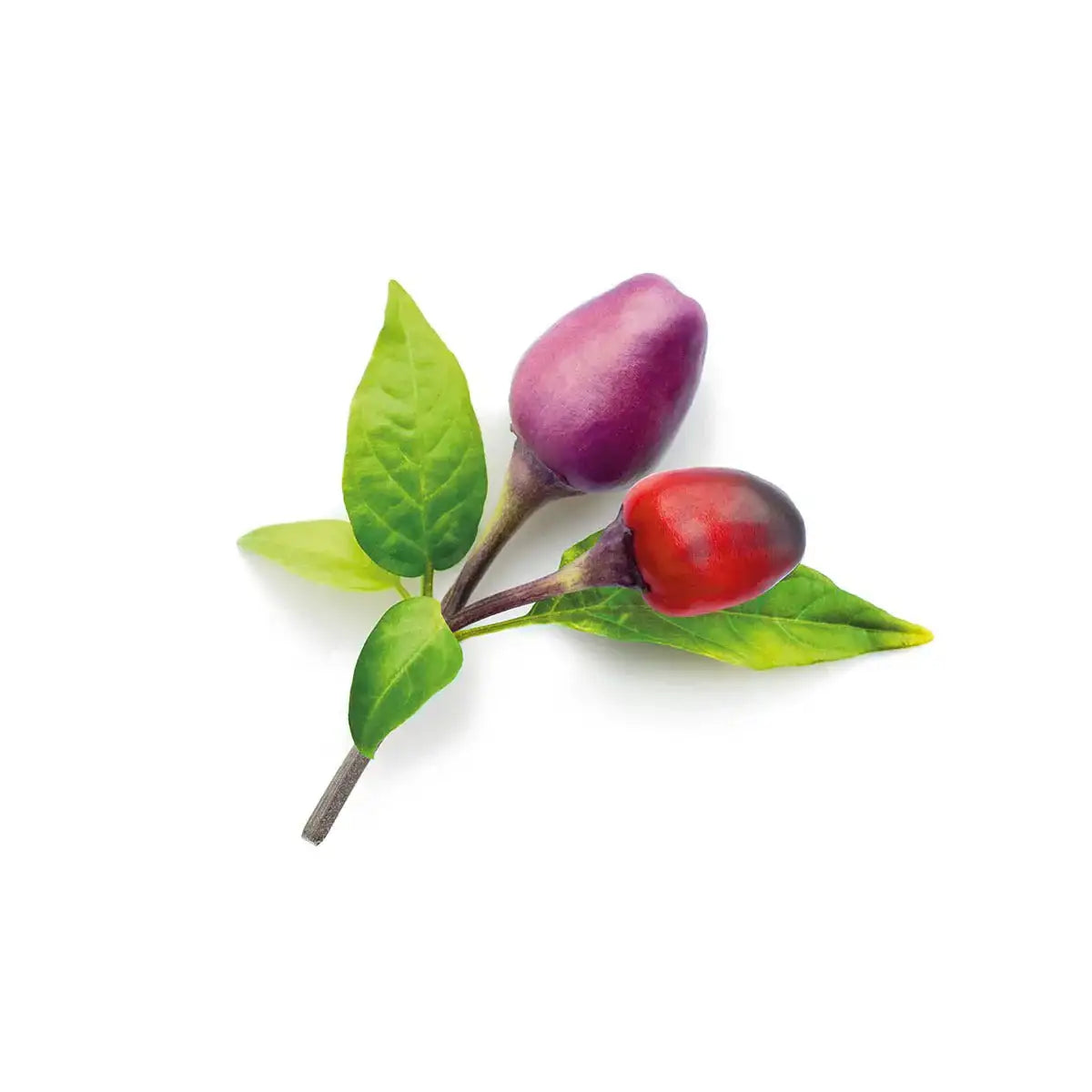 Click & Grow - Smart Garden Refill Purple Chili Pepper - Starter do Uprawy z Nasionami - Fioletowa Papryka Chili