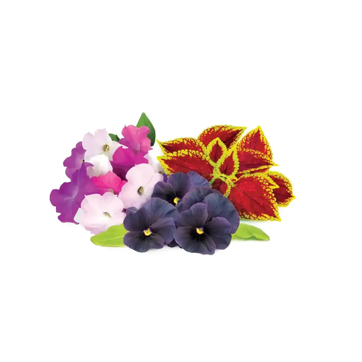 Click & Grow - Smart Garden Refill Vibrant Flower Mix - Starter do Uprawy z Nasionami - Mix Kwiatów Kolorowych