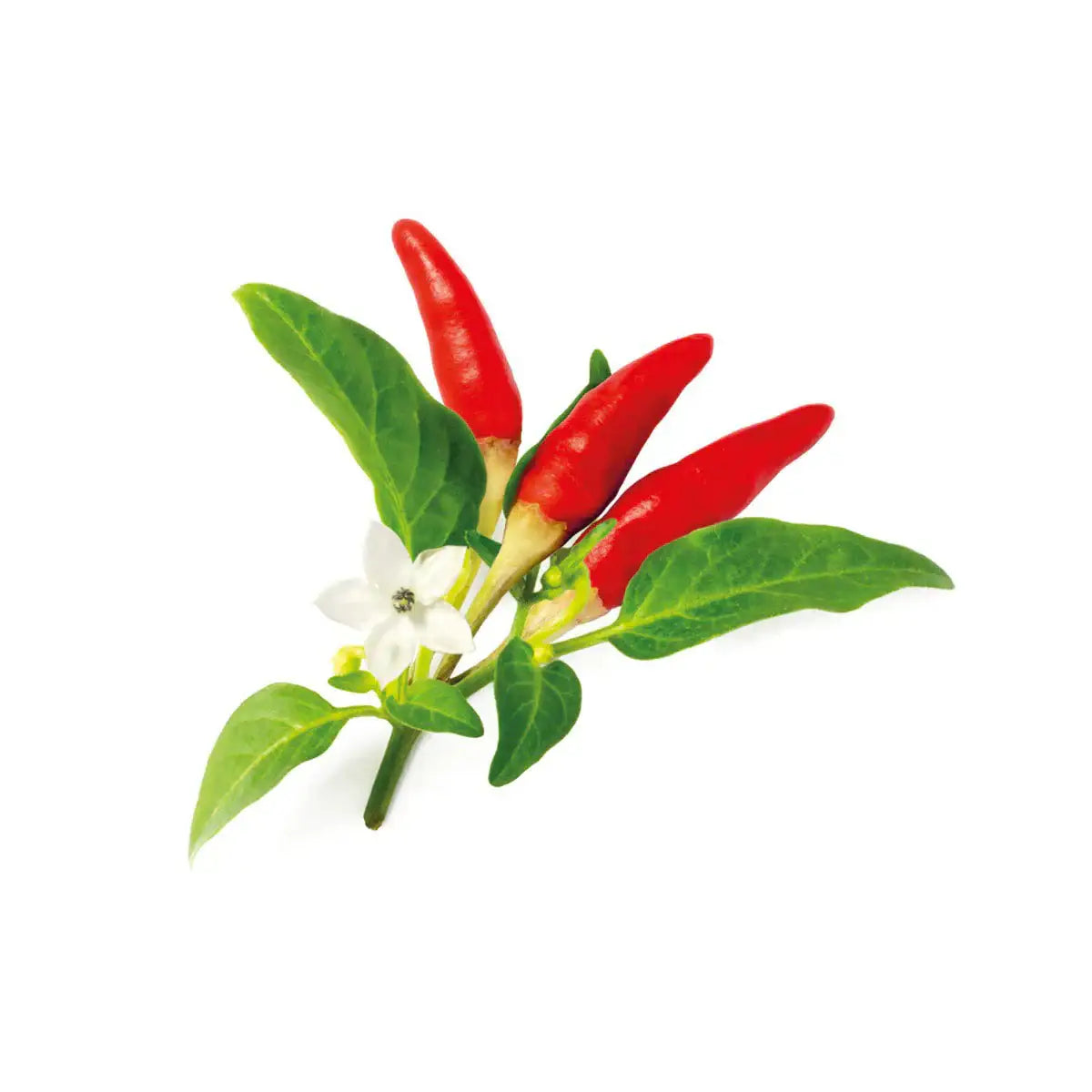 Click & Grow - Smart Garden Refill Red Hot Chili Pepper - Starter do Uprawy z Nasionami - Czerwona Ostra Papryka Chili