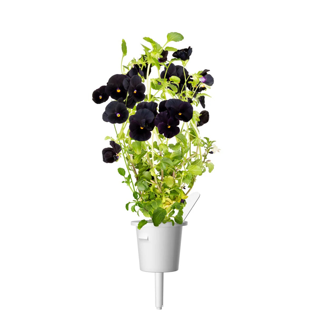 Click & Grow - Smart Garden Refill Black Pansy - Starter do Uprawy z Nasionami - Czarny Fiołek Rogoaty