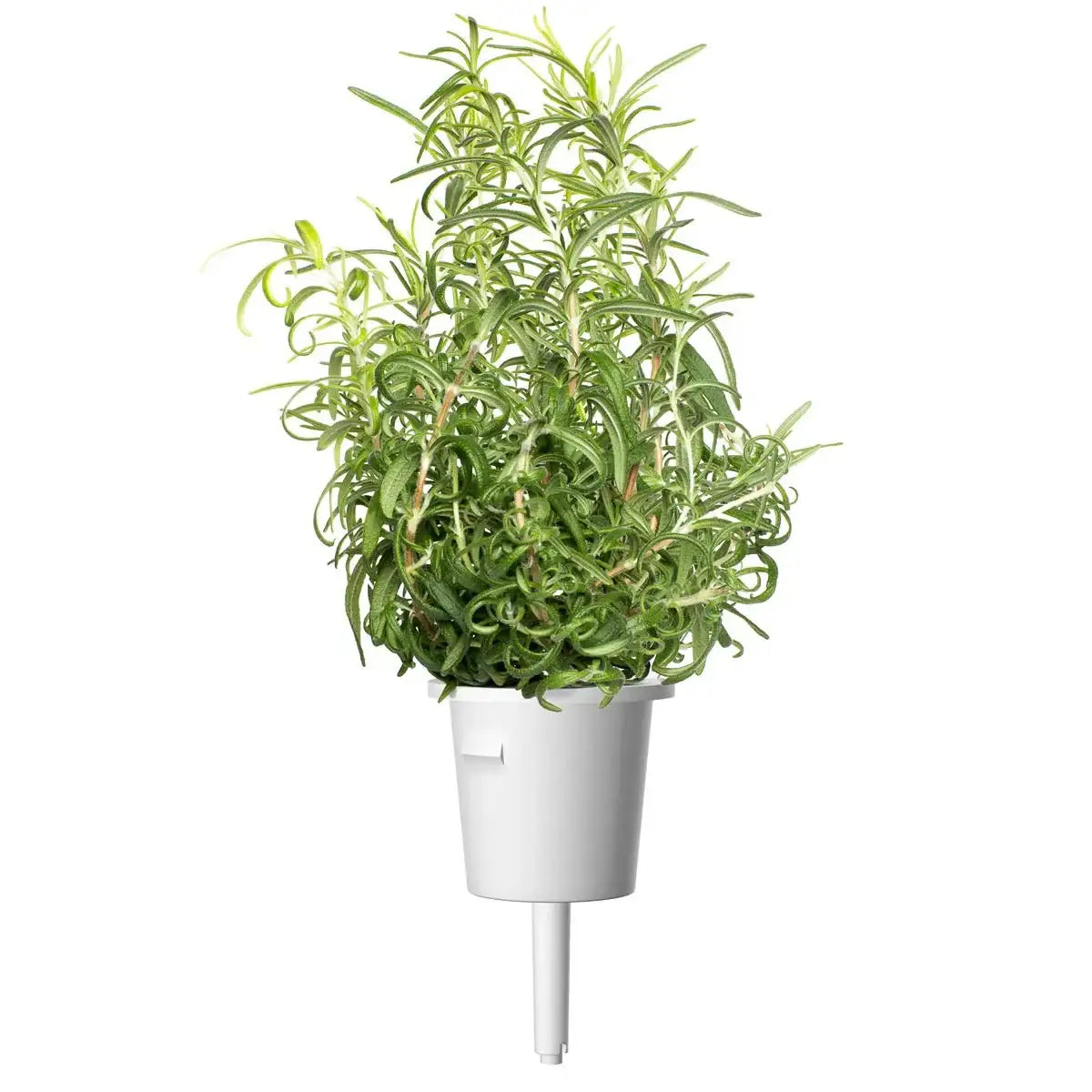 Click & Grow - Smart Garden Refill Rosemary - Starter do Uprawy z Nasionami - Rozmaryn Lekarski