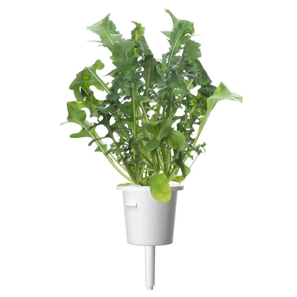 Click & Grow - Smart Garden Refill Arugula - Starter do Uprawy z Nasionami - Rukola