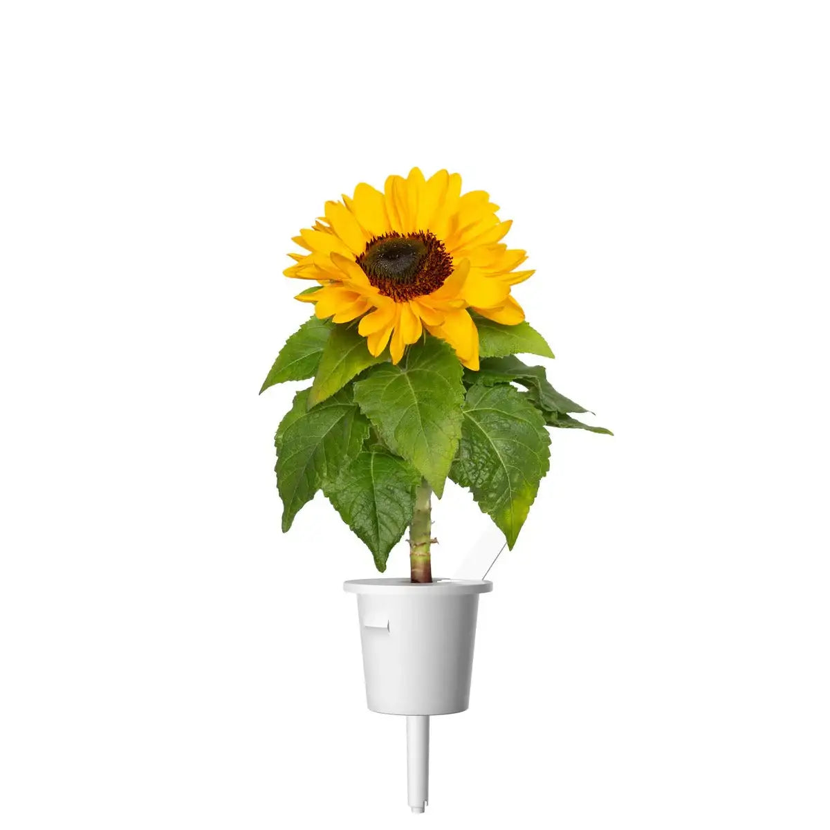 Click & Grow - Smart Garden Refill Mini Sunflower - Starter do Uprawy z Nasionami - Słonecznik Zwyczajny