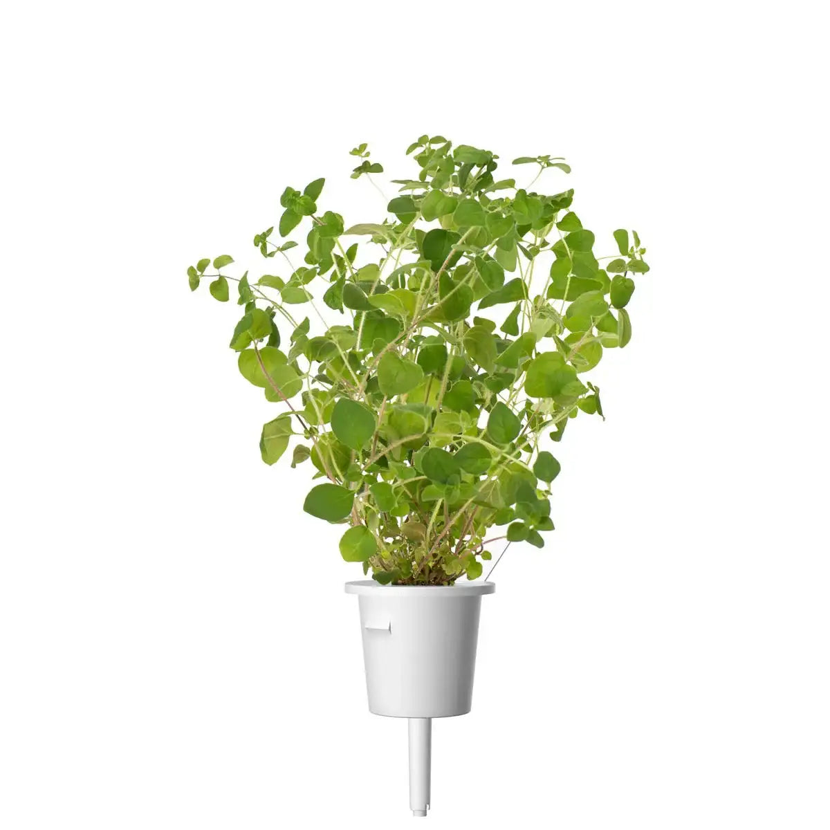 Click & Grow - Smart Garden Refill Oregano - Starter do Uprawy z Nasionami - Lebiodka Pospolita