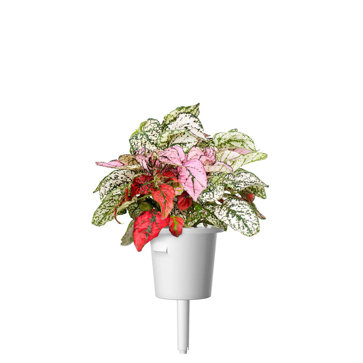 Click & Grow - Smart Garden Refill Polka Dot - Starter do Uprawy z Nasionami - Niedośpian Kłosolistny