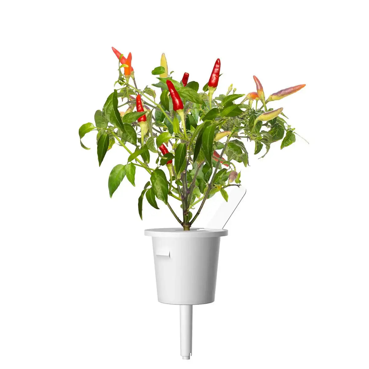 Click & Grow - Smart Garden Refill Red Hot Chili Pepper - Starter do Uprawy z Nasionami - Czerwona Ostra Papryka Chili