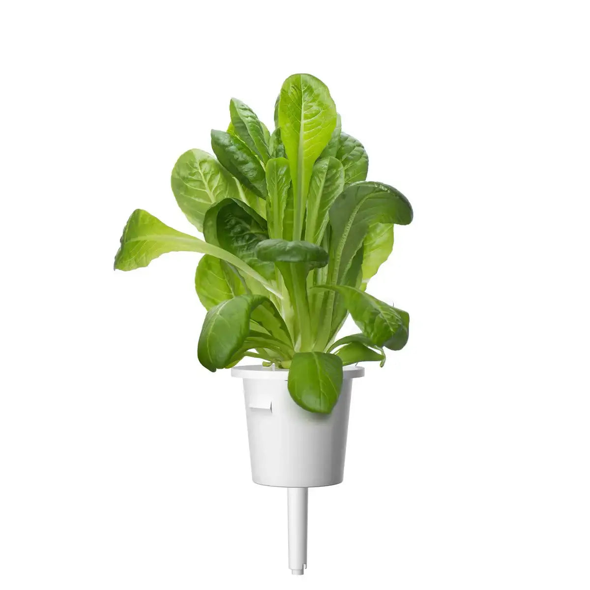 Click & Grow - Smart Garden Refill Romaine Lettuce - Starter do Uprawy z Nasionami - Sałata Rzymska