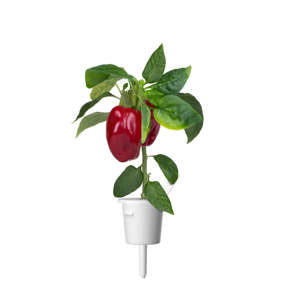 Click & Grow - Smart Garden Refill Red Sweet Pepper - Starter do Uprawy z Nasionami - Czerwona Słodka Papryka