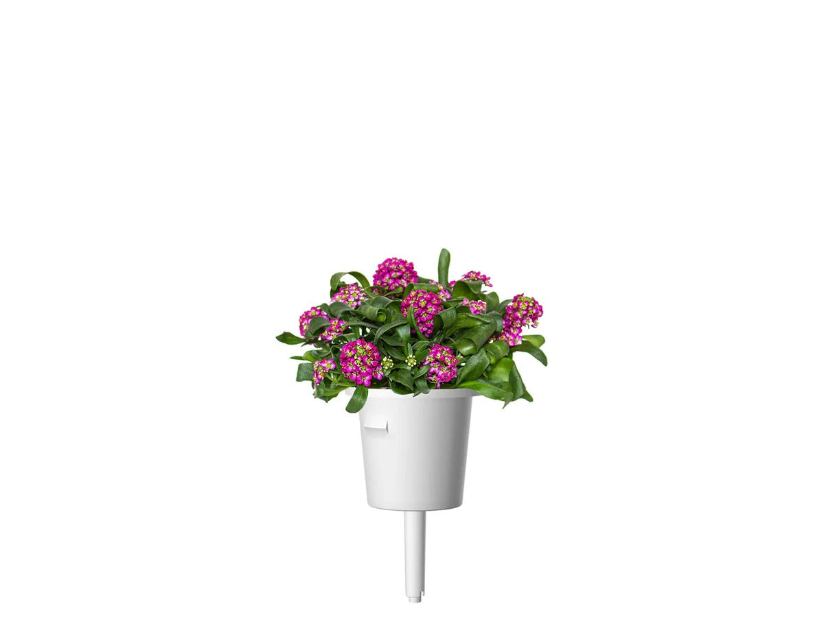 Click & Grow - Smart Garden Refill Sweet Alyssum - Starter do Uprawy z Nasionami - Lobularia Nadmorska