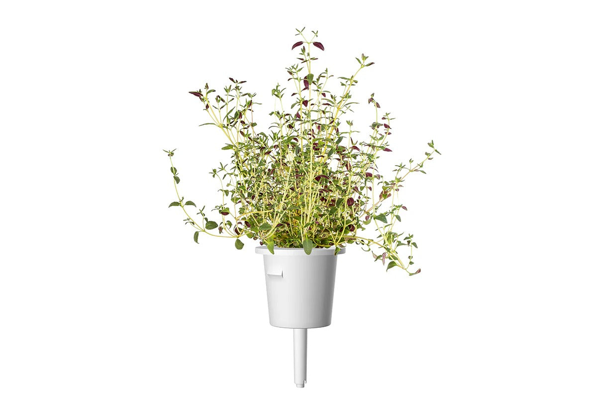 Click & Grow - Smart Garden Refill Thyme - Starter do Uprawy z Nasionami - Tymianek