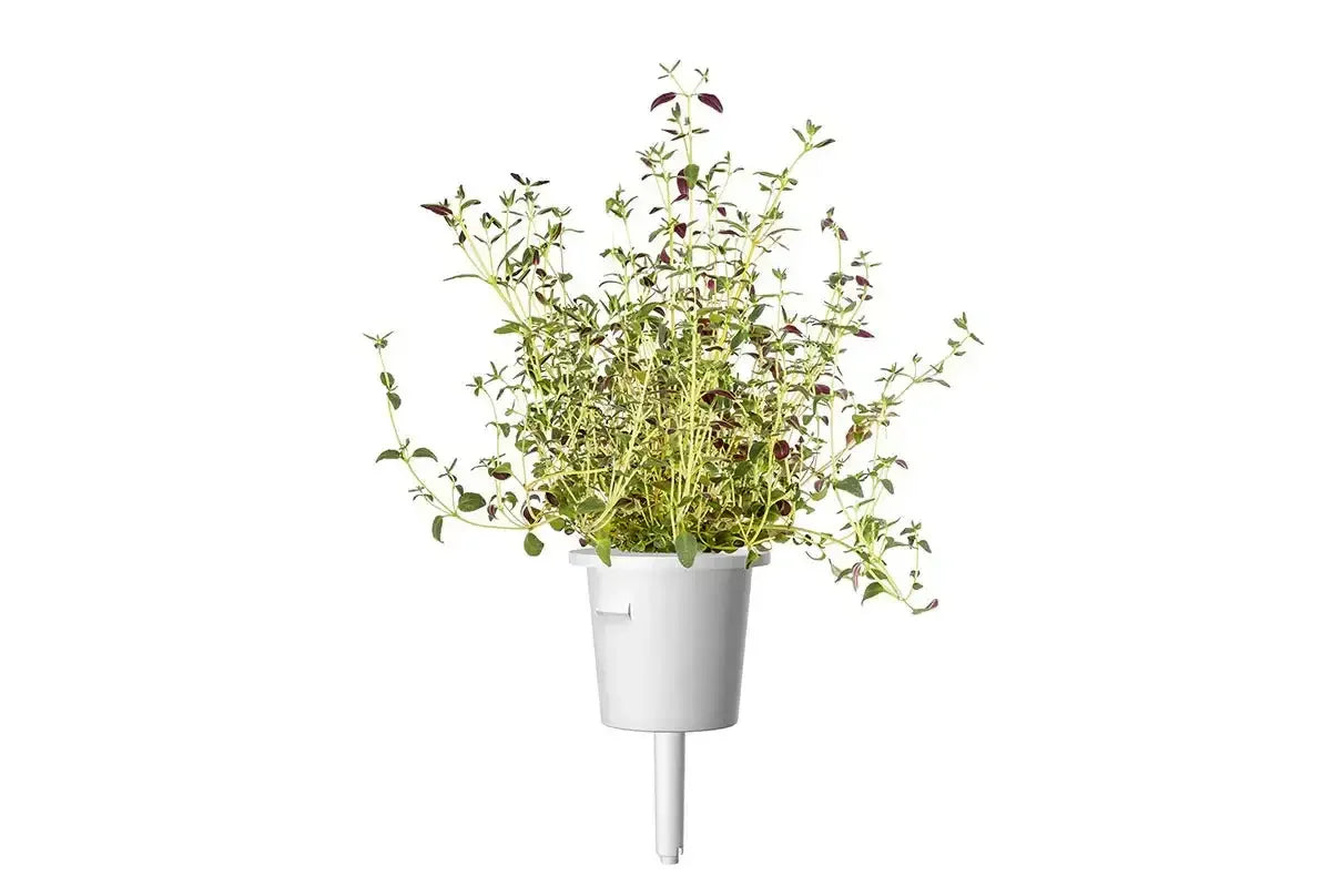 Click & Grow - Smart Garden Refill Thyme - Starter do Uprawy z Nasionami - Tymianek