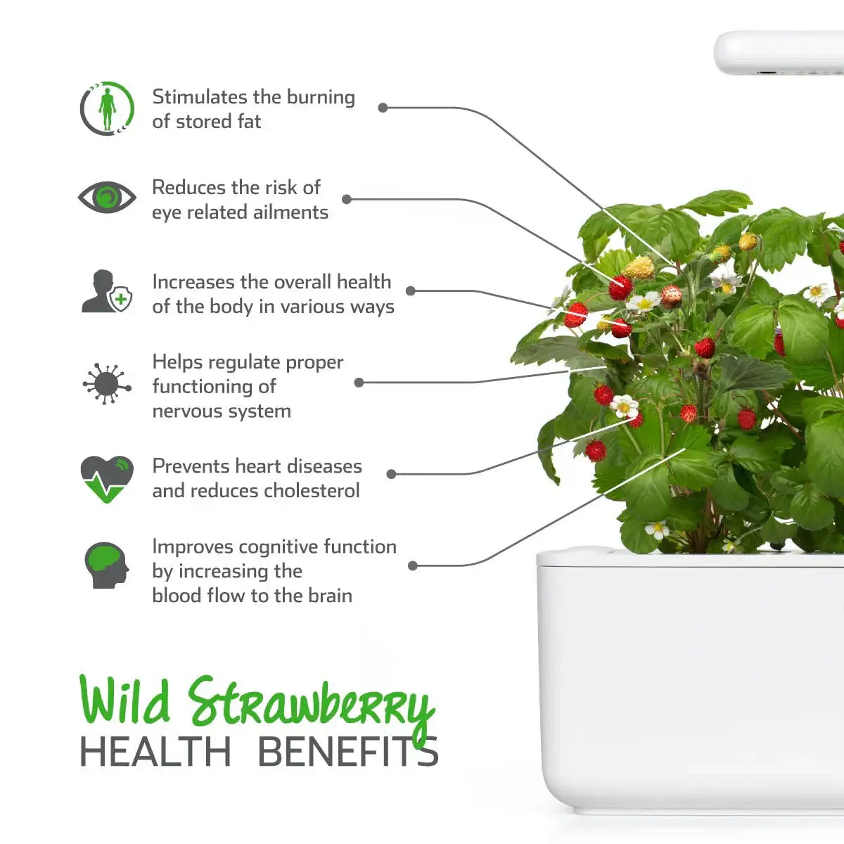 Click & Grow - Smart Garden Refill Wild Strawberry - Starter do Uprawy z Nasionami - Poziomka Pospolita