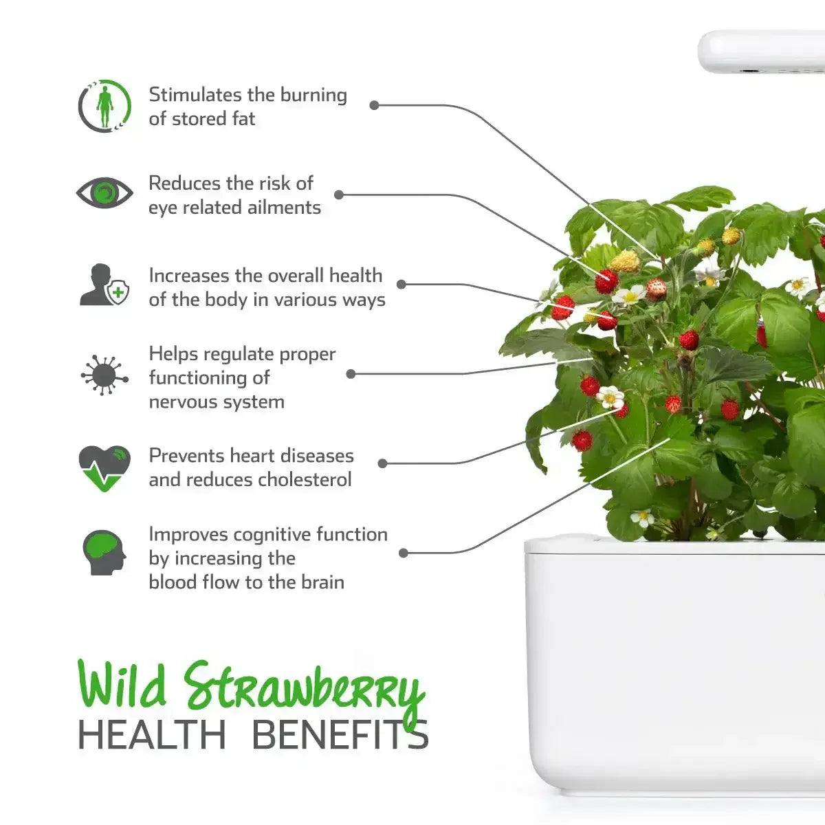 Click & Grow - Smart Garden Refill Wild Strawberry - Starter do Uprawy z Nasionami - Poziomka Pospolita