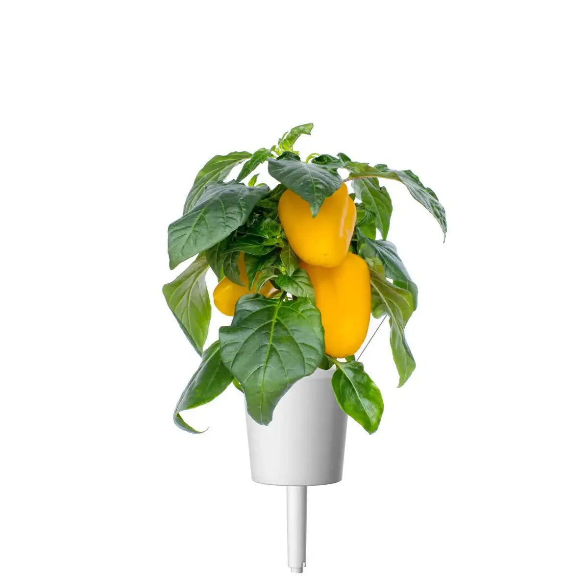 Click & Grow - Smart Garden Refill Yellow Sweet Peppers - Starter do Uprawy z Nasionami - Żółta Papryka Słodka