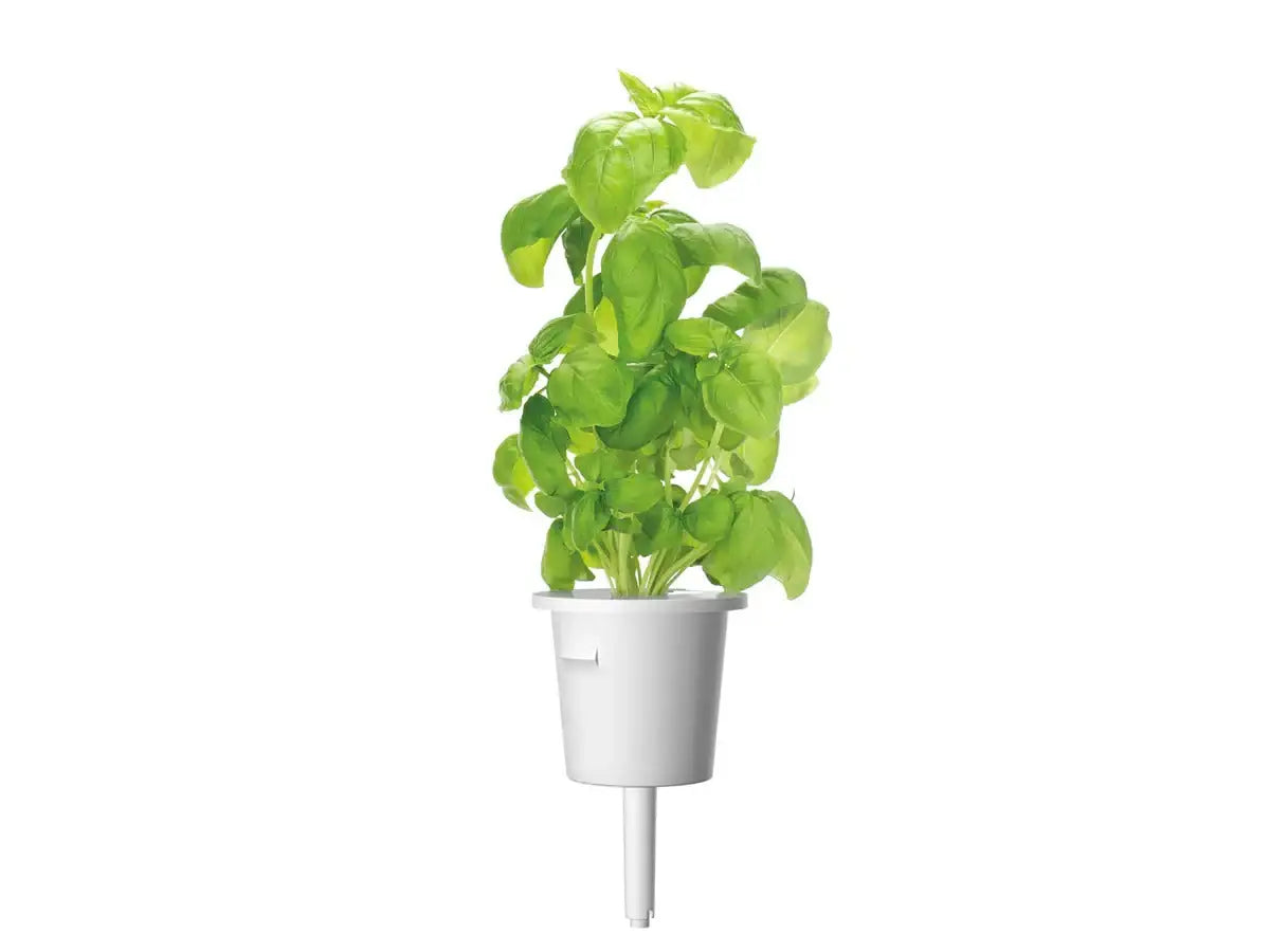 Click & Grow - Smart Garden Refill Basil - Starter do Uprawy z Nasionami - Bazylia