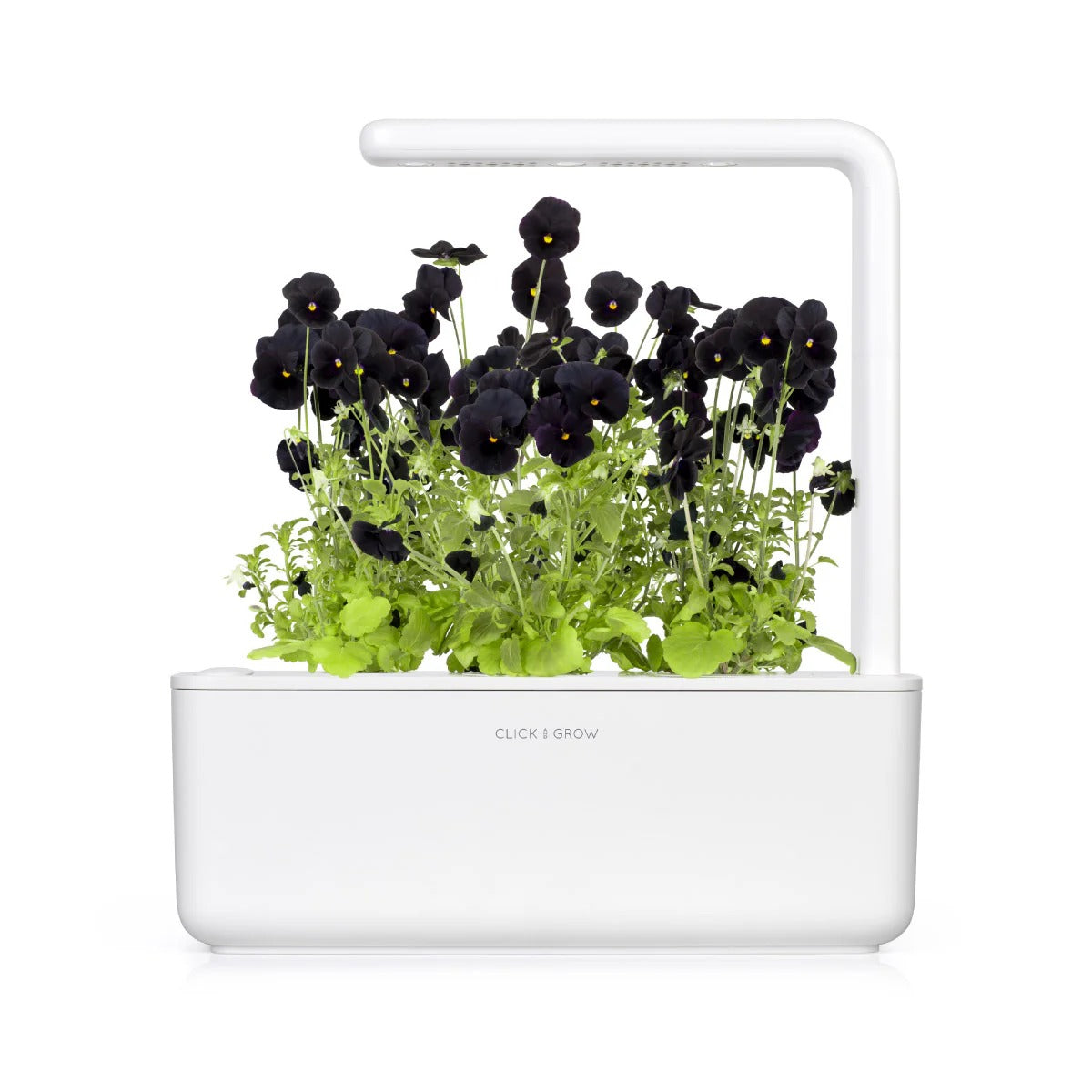 Click & Grow - Smart Garden Refill Black Pansy - Starter do Uprawy z Nasionami - Czarny Fiołek Rogoaty