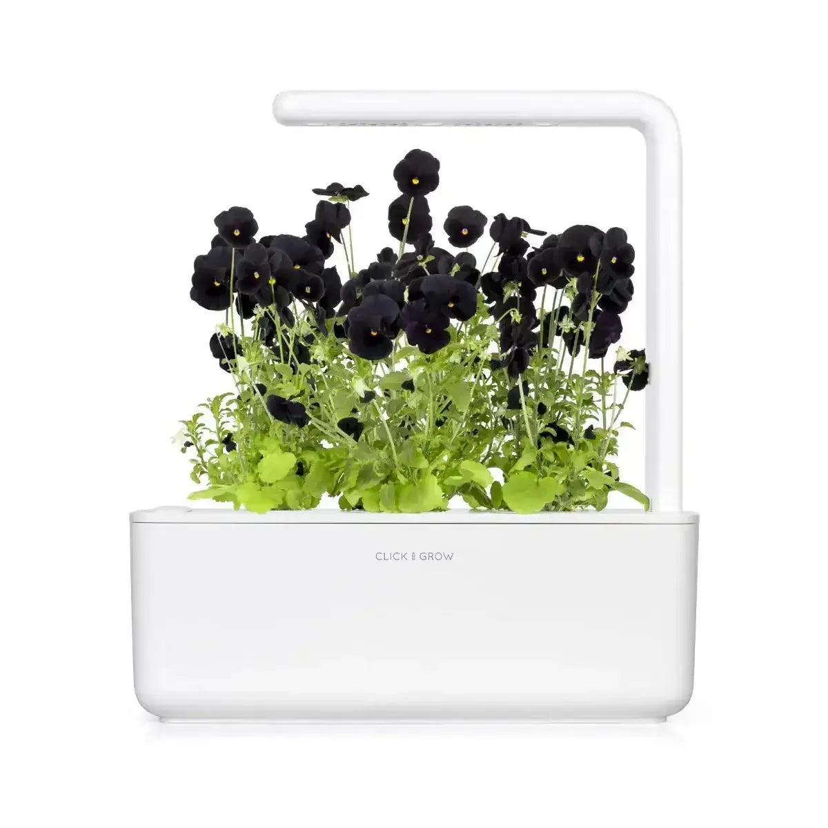 Click & Grow - Smart Garden Refill Black Pansy - Starter do Uprawy z Nasionami - Czarny Fiołek Rogoaty