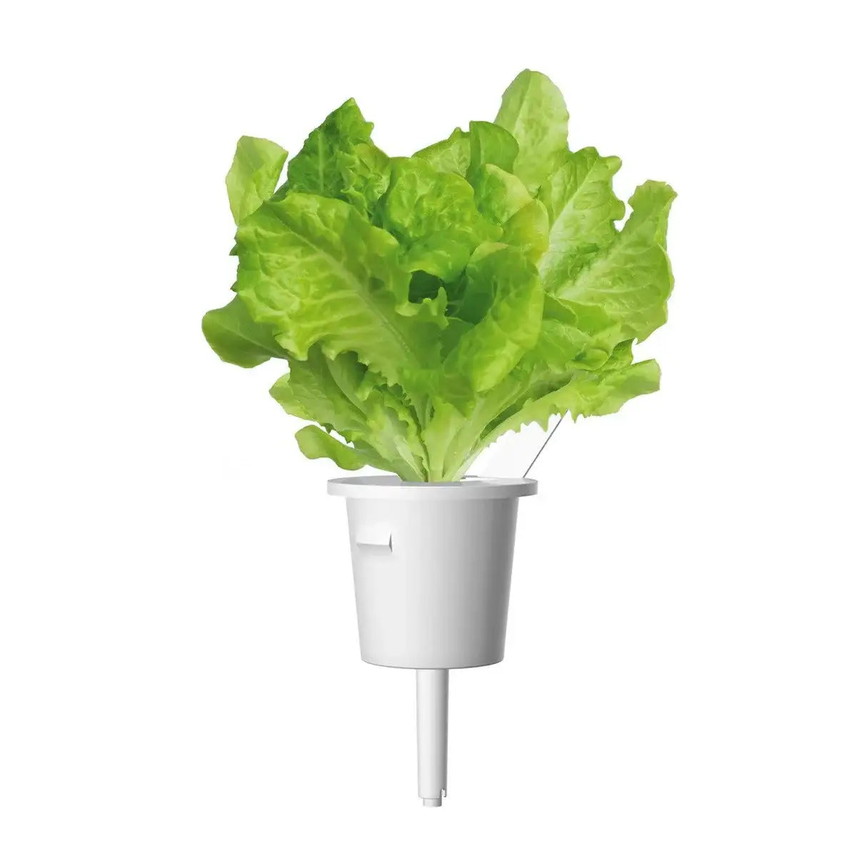 Click & Grow - Smart Garden Refill Green Lettuce - Starter do Uprawy z Nasionami - Sałata Siewna