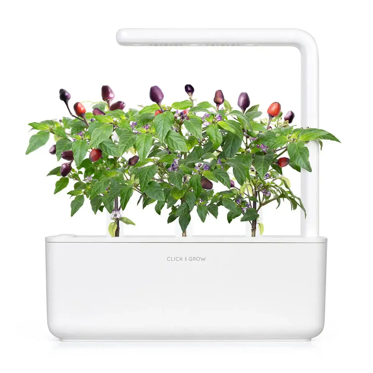 Click & Grow - Smart Garden Refill Purple Chili Pepper - Starter do Uprawy z Nasionami - Fioletowa Papryka Chili