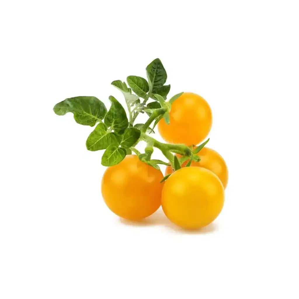 Click & Grow - Smart Garden Refill Mini Tomatoes Yellow - Starter do Uprawy z Nasionami - Żółte Pomidorki Koktajlowe
