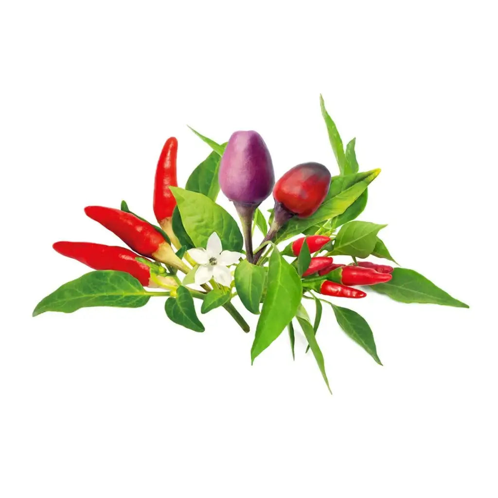 Click & Grow - Smart Garden Refill Chili Pepper Mix - Starter do Uprawy z Nasionami - Mix Papryczek Chilli