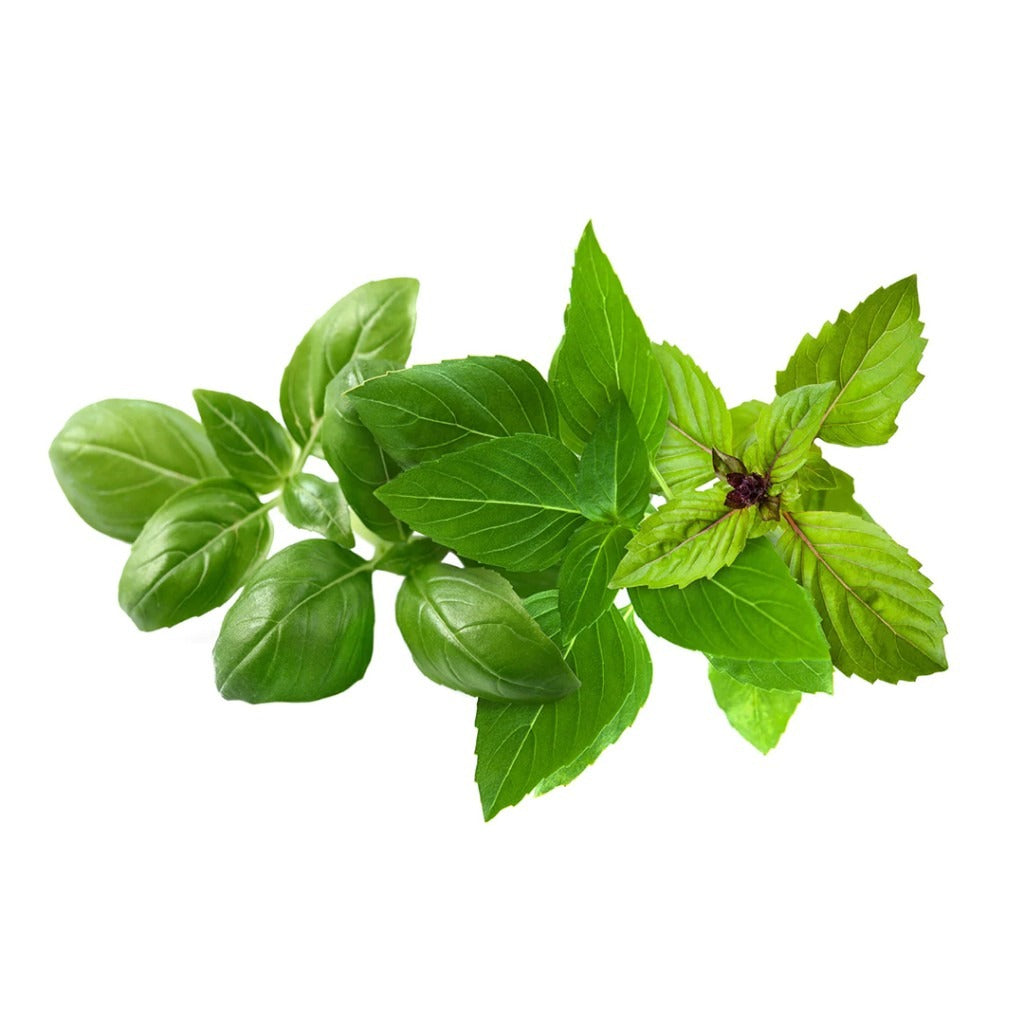 Click & Grow - Smart Garden Refill Basil Mix - Starter do Uprawy z Nasionami - Mix Bazyli