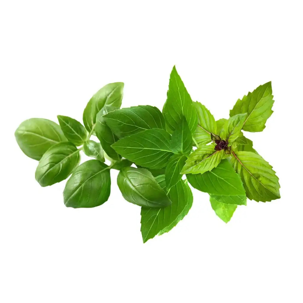 Click & Grow - Smart Garden Refill Basil Mix - Starter do Uprawy z Nasionami - Mix Bazyli