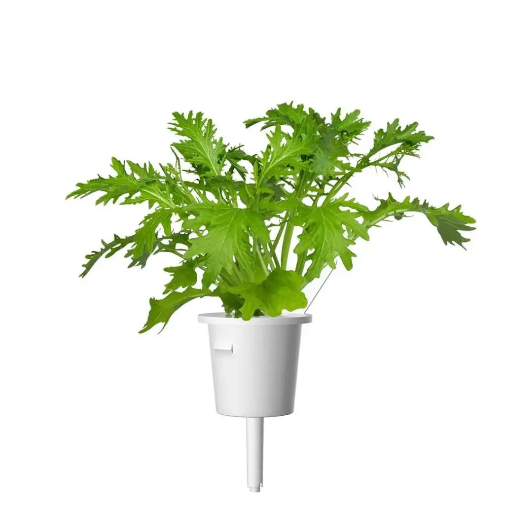 Click & Grow - Smart Garden Refill Leaf Mustard - Starter do Uprawy z Nasionami - Kapusta Sitowata