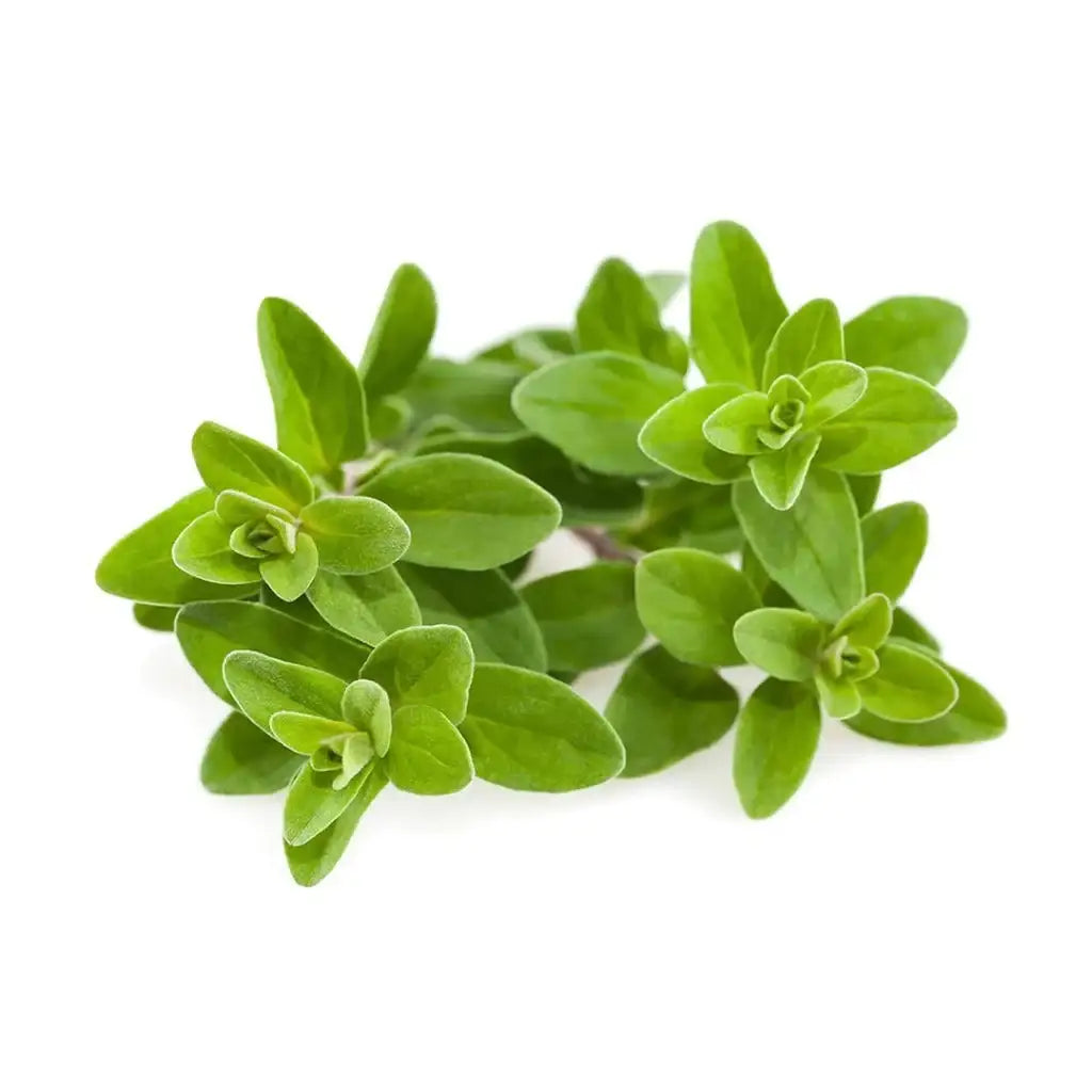 Click & Grow - Smart Garden Refill Marjoram - Starter do Uprawy z Nasionami - Majeranek Ogrodowy