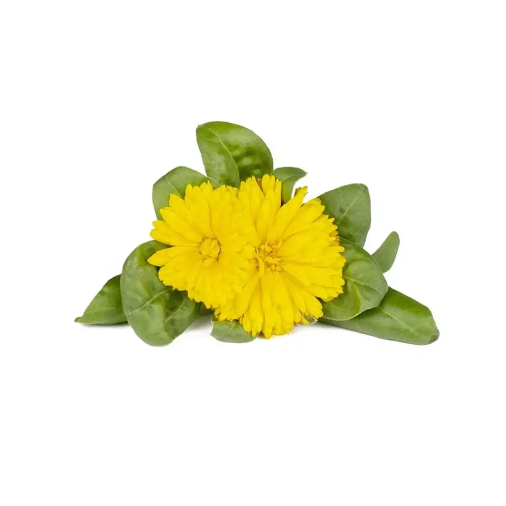 Click & Grow - Smart Garden Refill Calendula - Starter do Uprawy z Nasionami - Nagietek Lekarski