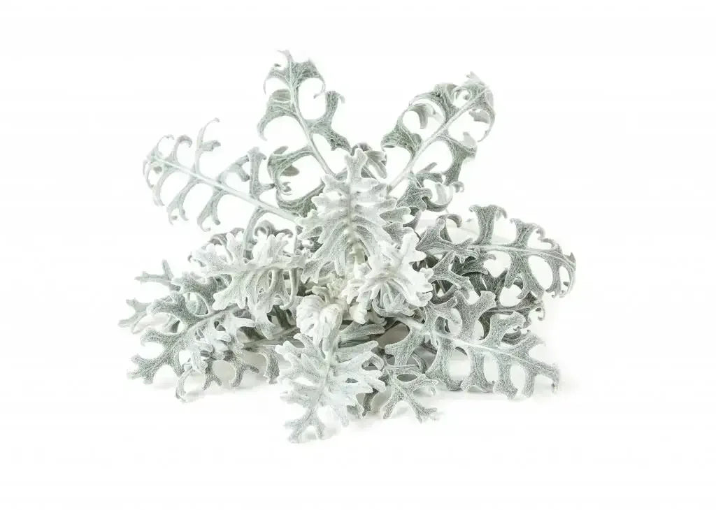 Click & Grow - Smart Garden Refill Dusty Miller - Starter do Uprawy z Nasionami - Starzec Popielny