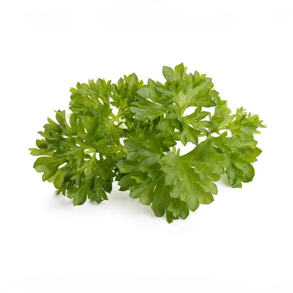 Click & Grow - Smart Garden Refill Curly Parsley - Starter do Uprawy z Nasionami - Pietruszka Kędzierzawa