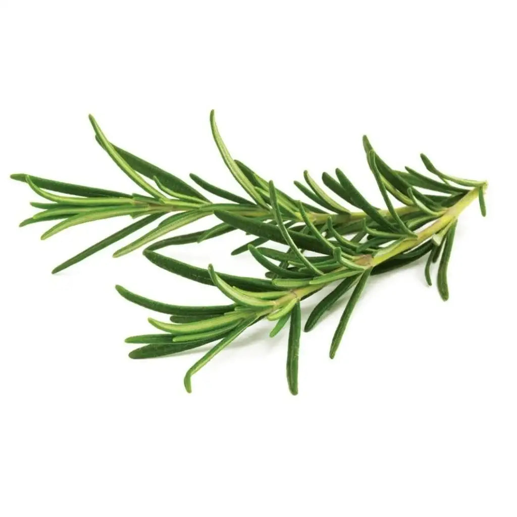 Click & Grow - Smart Garden Refill Rosemary - Starter do Uprawy z Nasionami - Rozmaryn Lekarski