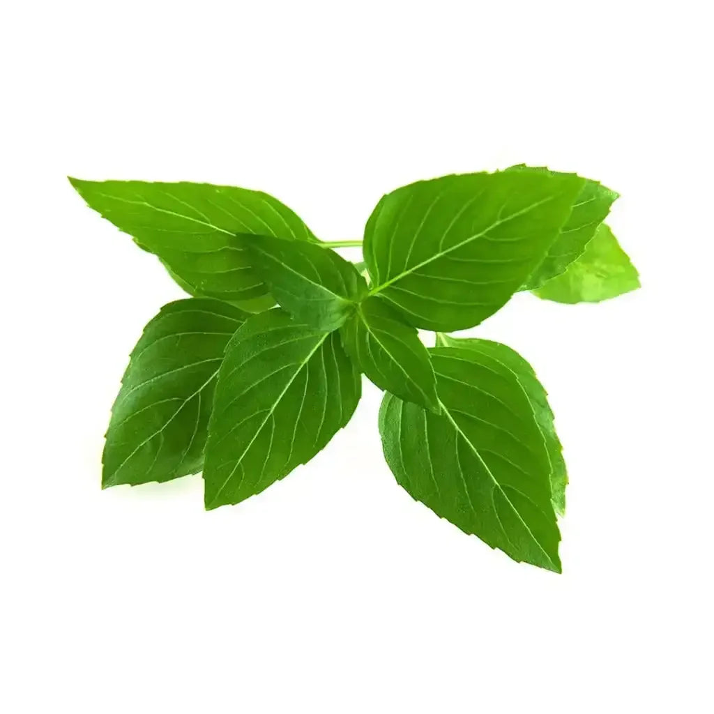 Click & Grow - Smart Garden Refill Thai Basil - Starter do Uprawy z Nasionami - Bazylia Tajska