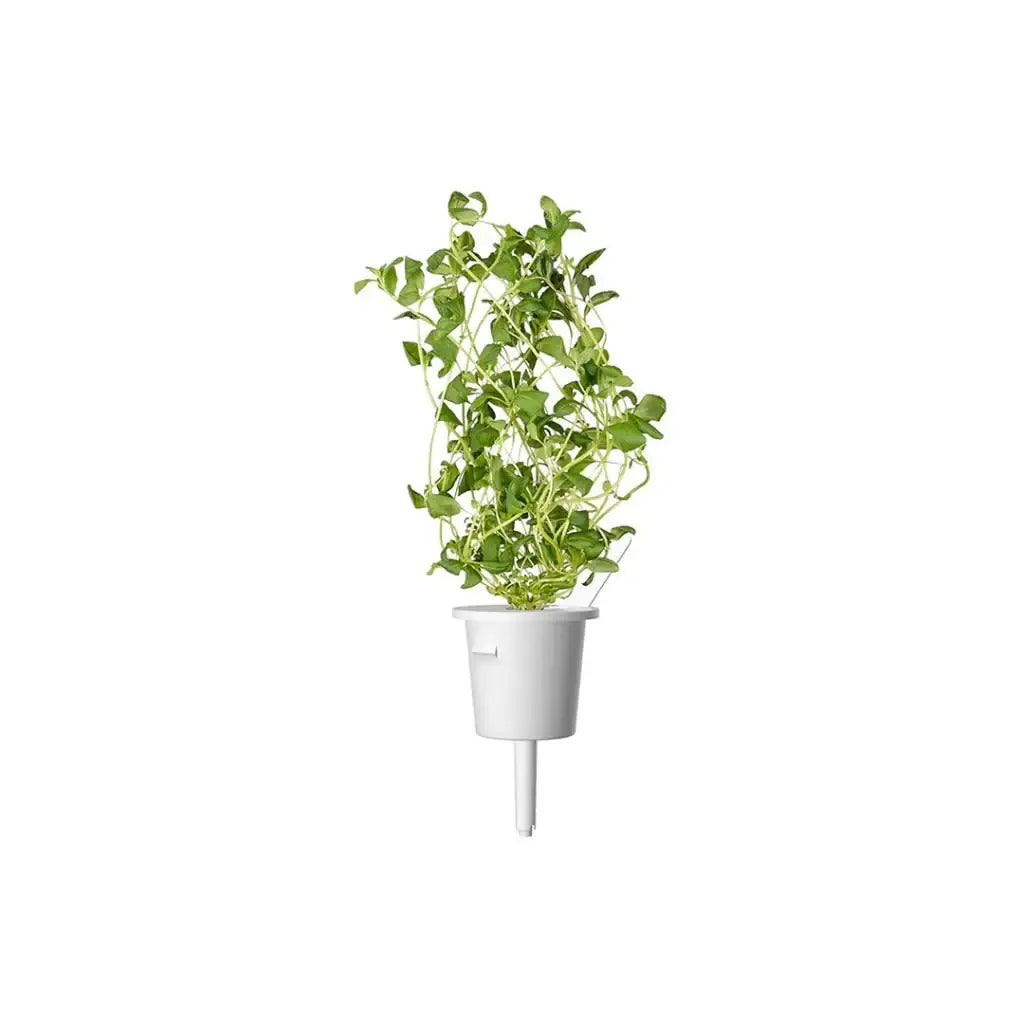 Click & Grow - Smart Garden Refill Marjoram - Starter do Uprawy z Nasionami - Majeranek Ogrodowy