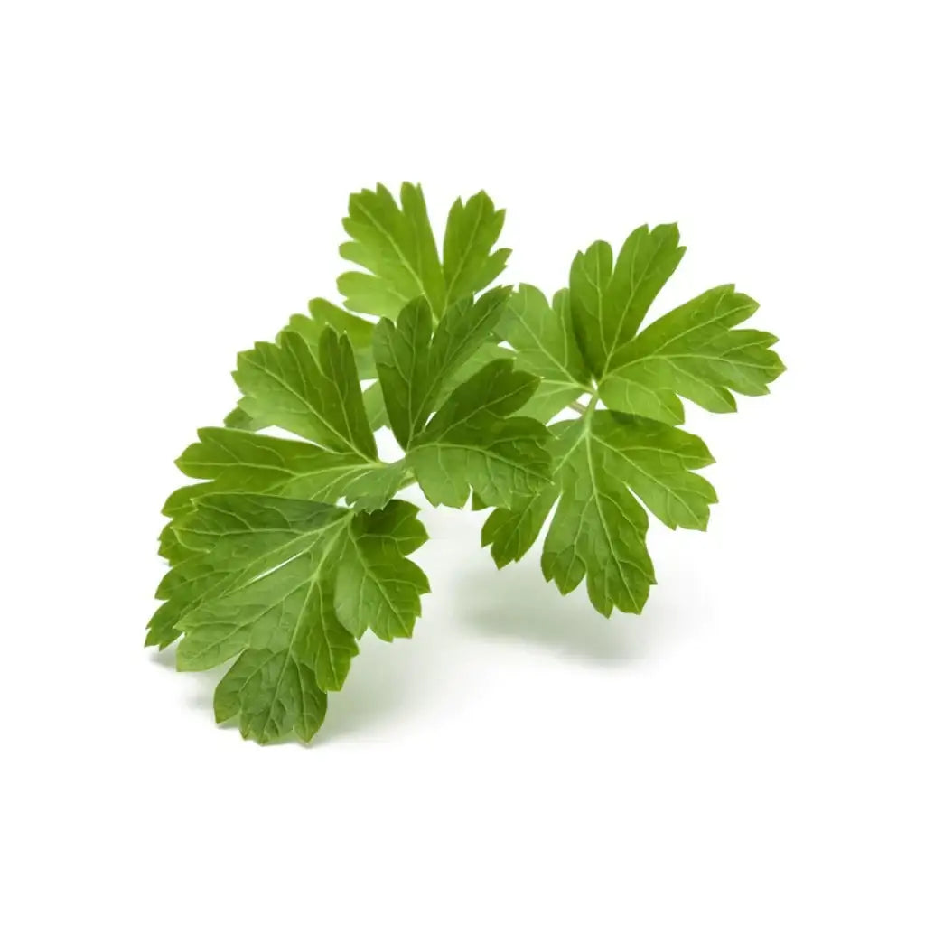 Click & Grow - Smart Garden Refill Common Parsley - Starter do Uprawy z Nasionami - Pietruszka Zwyczajna