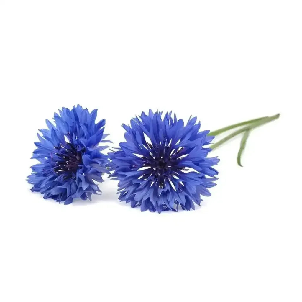 Click & Grow - Smart Garden Refill Cornflower - Starter do Uprawy z Nasionami - Chaber Bławatek