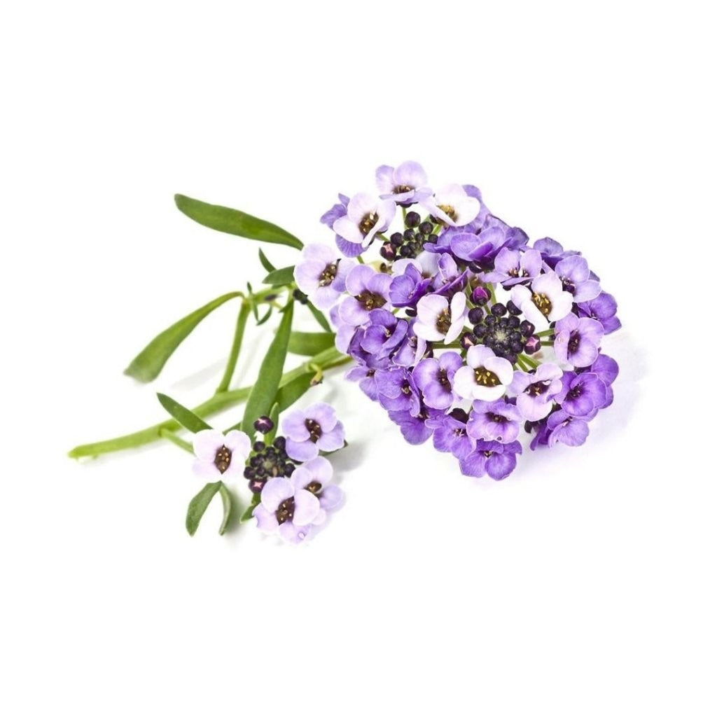 Click & Grow - Smart Garden Refill Sweet Alyssum - Starter do Uprawy z Nasionami - Lobularia Nadmorska