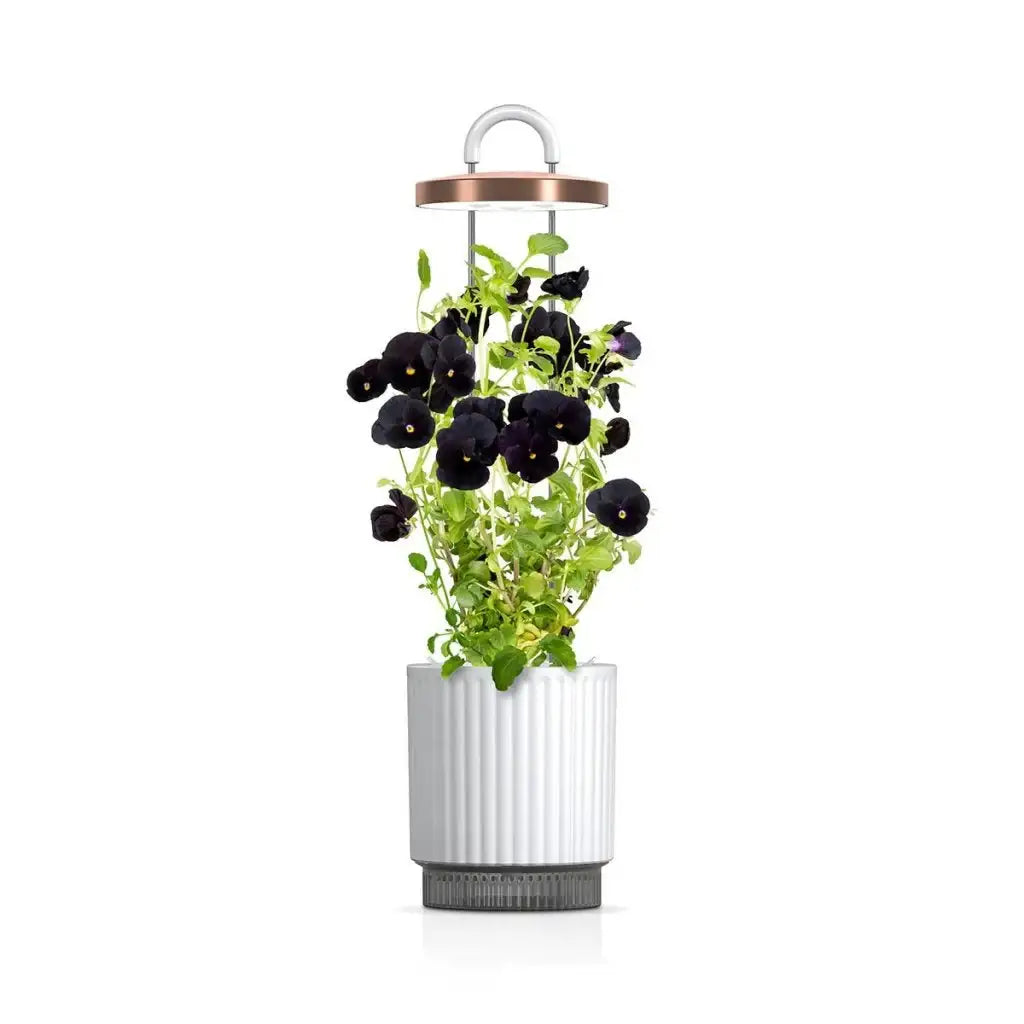 Click & Grow - HydroVase by Ermonix Indoor Plant Care Kit with LED Light - Doniczka z Lampą Led do Uprawy Roślin