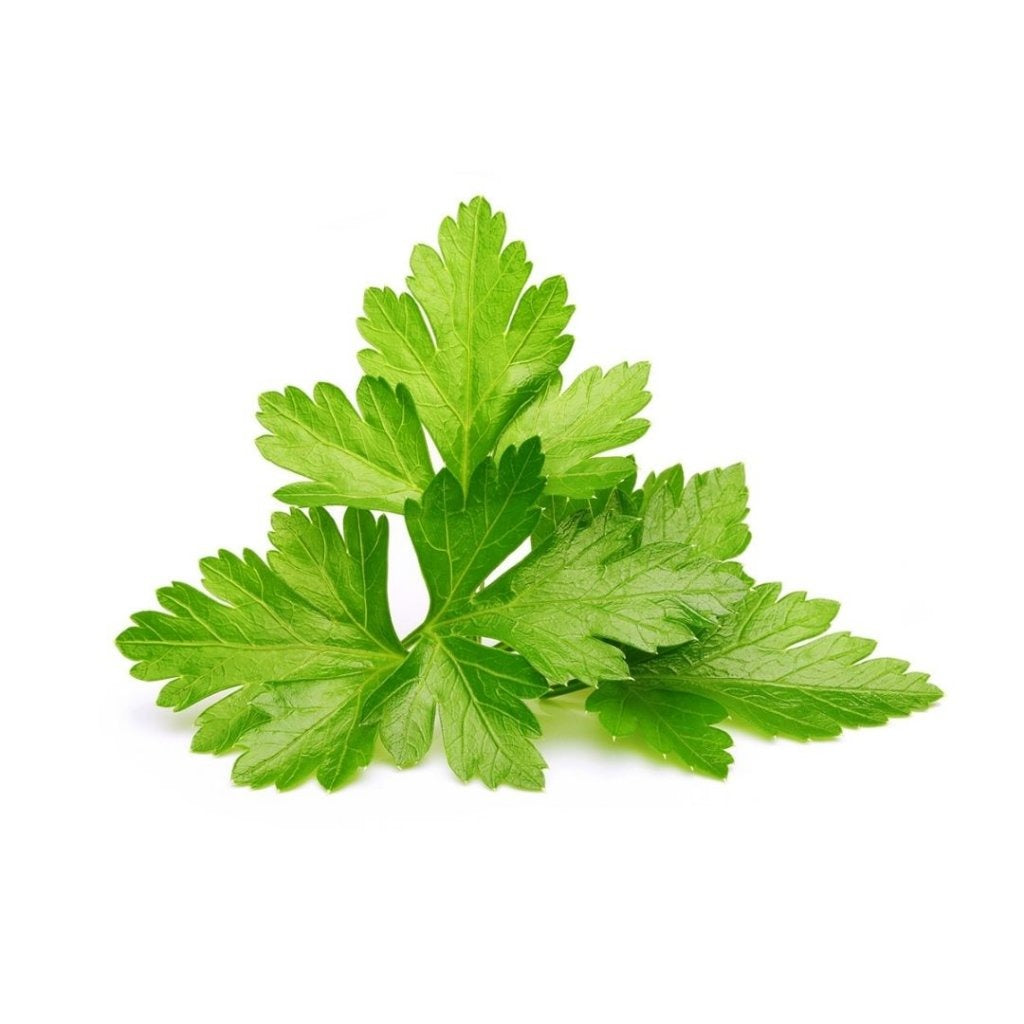 Click & Grow - Smart Garden Refill Cilantro (Coriander) - Starter do Uprawy z Nasionami - Kolendra Siewna