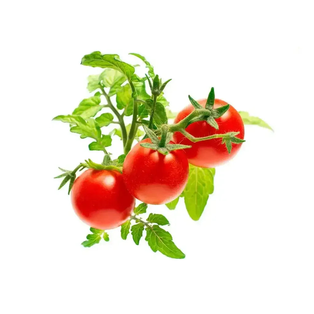 Click & Grow - Smart Garden Refill Mini Tomato - Starter do Uprawy z Nasionami - Pomidorki Koktajlowe