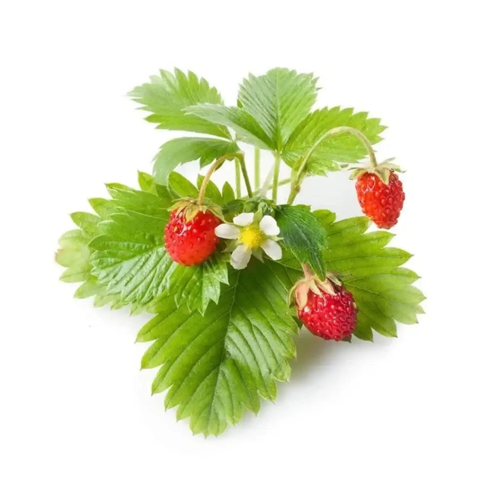 Click & Grow - Smart Garden Refill Wild Strawberry - Starter do Uprawy z Nasionami - Poziomka Pospolita