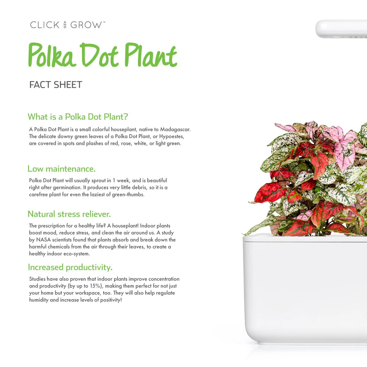 Click & Grow - Smart Garden Refill Polka Dot - Starter do Uprawy z Nasionami - Niedośpian Kłosolistny