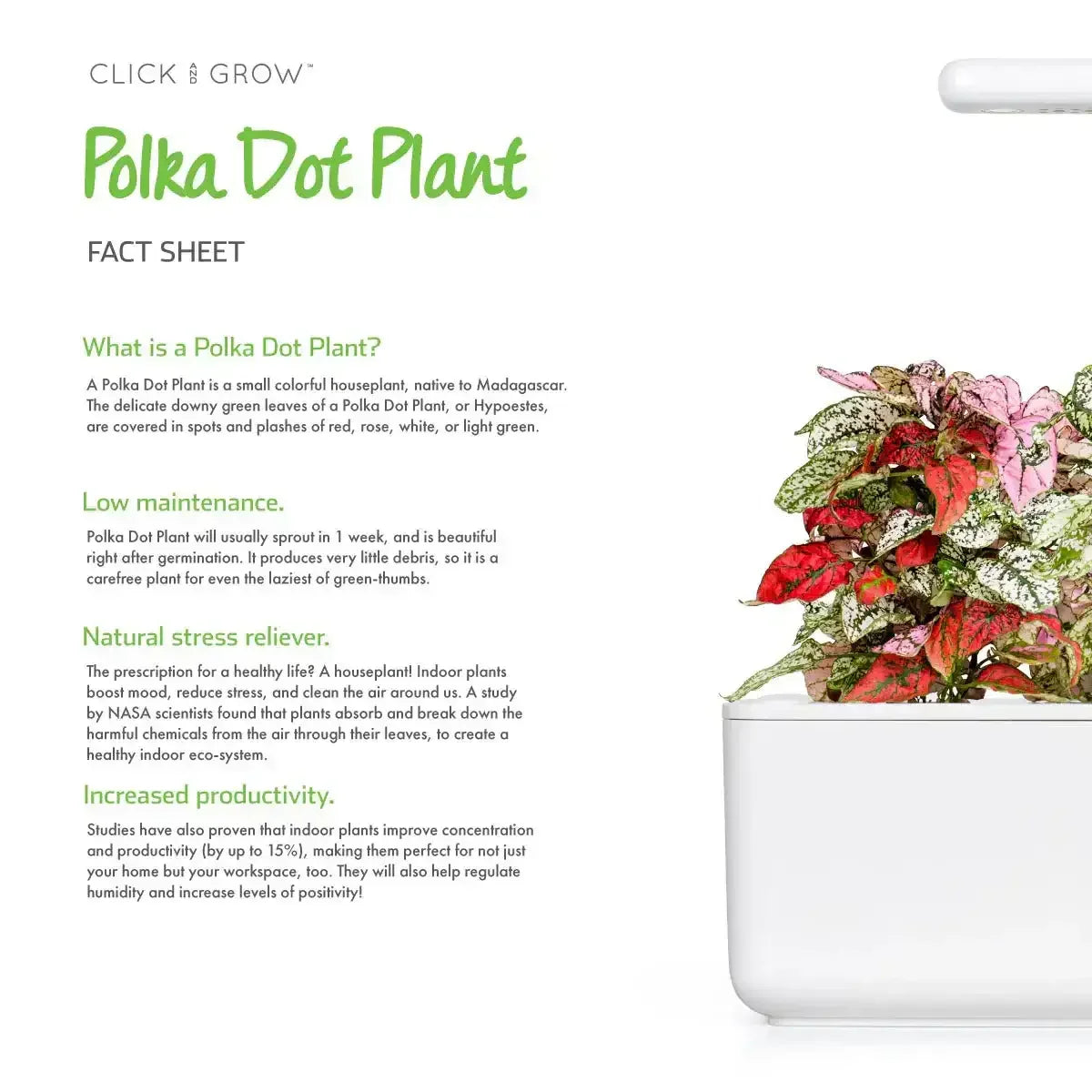 Click & Grow - Smart Garden Refill Polka Dot - Starter do Uprawy z Nasionami - Niedośpian Kłosolistny