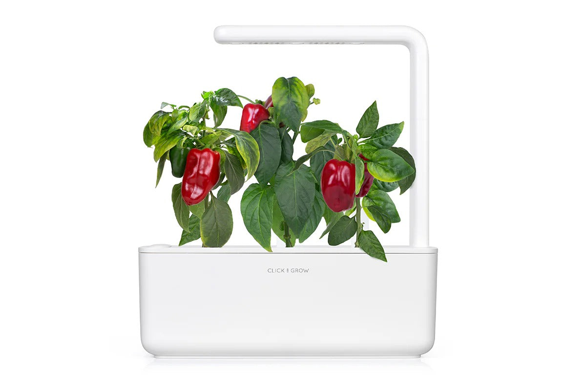 Click & Grow - Smart Garden Refill Red Sweet Pepper - Starter do Uprawy z Nasionami - Czerwona Słodka Papryka